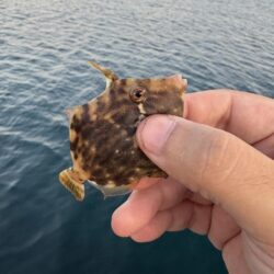 朝マズメ アコウ狙い
