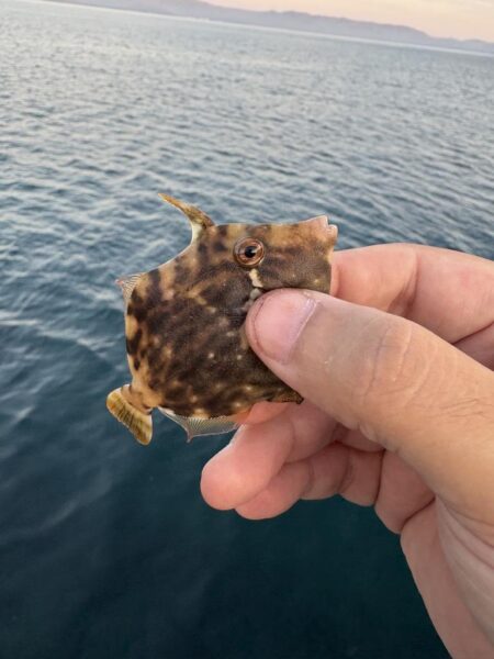 朝マズメ アコウ狙い