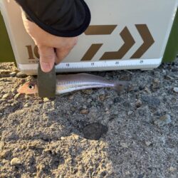 久々の釣り キス狙い