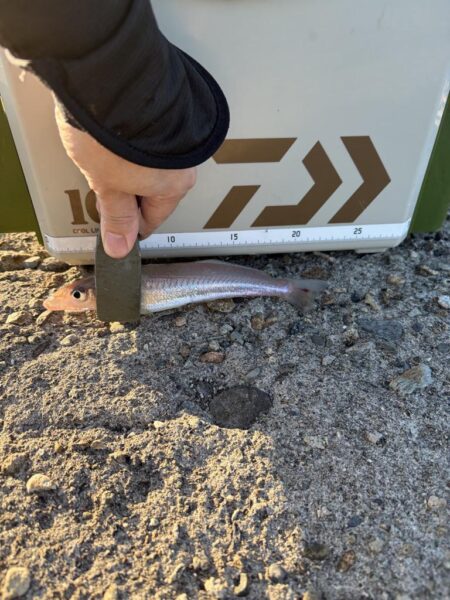 久々の釣り キス狙い