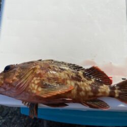 シロギスタ:鰯浜釣行