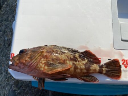 シロギスタ:鰯浜釣行