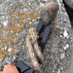 オクトパッシング