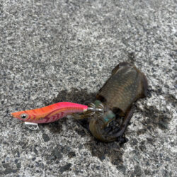 エギングを満喫