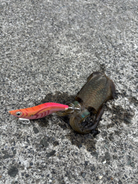 エギングを満喫