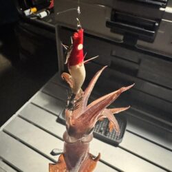 今年のケンサキイカ釣行はひとまず終わり