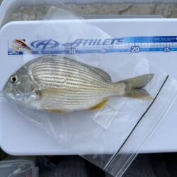 シロギス釣り