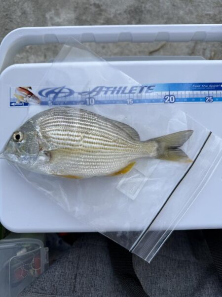 シロギス釣り