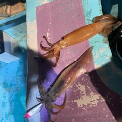スルメタル