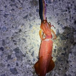 釣れました^_^