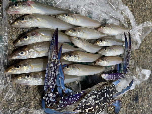 1年1匹⁉️ 今年も何とか釣れました。⁉️