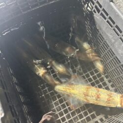 今期最後のイカメタル