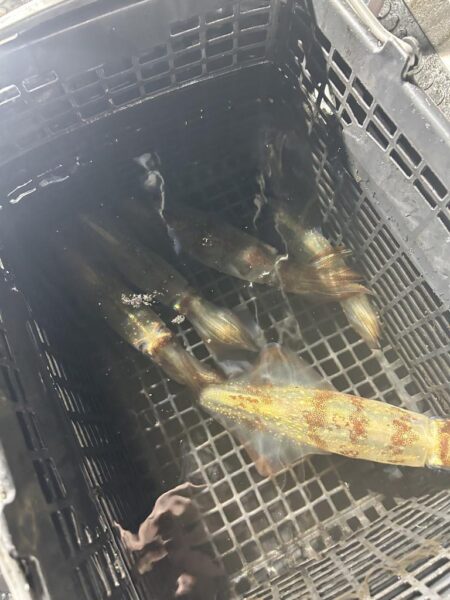 今期最後のイカメタル