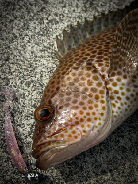 オオモンハタ　アオリイカ