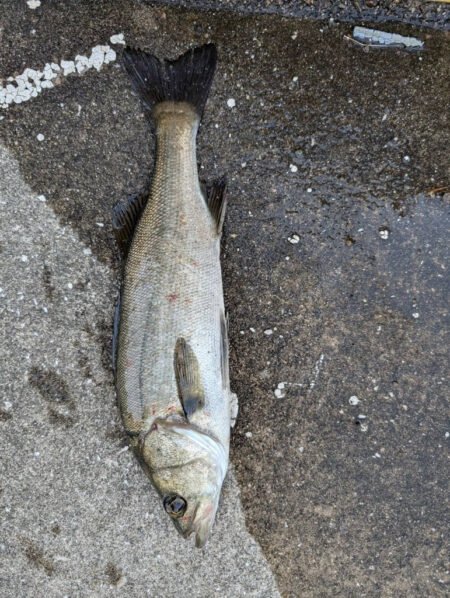 まるまる太いセイゴが釣れました