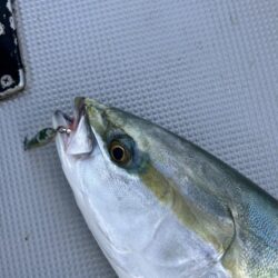 サワラキャスティング