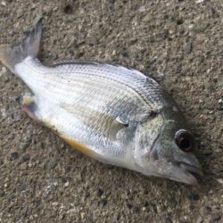 エビ探し