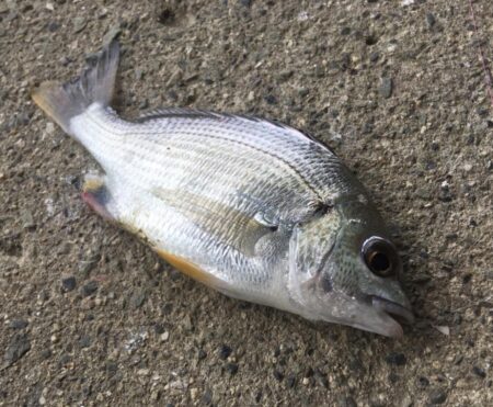 エビ探し