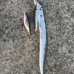 今シーズン初太刀魚&カマス
