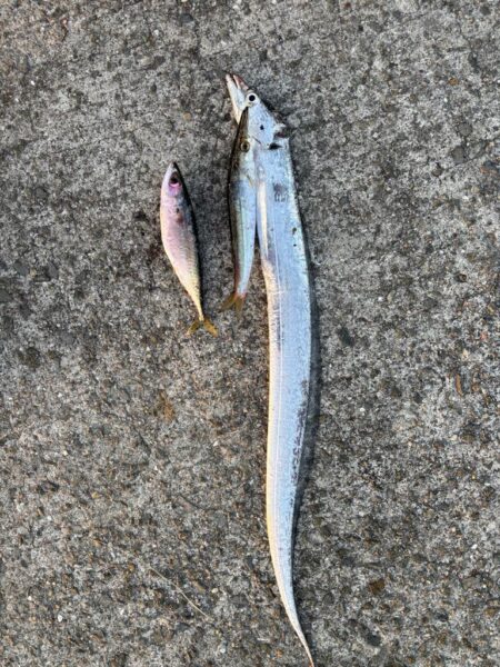 今シーズン初太刀魚&カマス