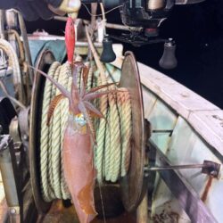 小浜イカメタル