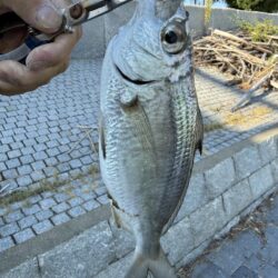 シロギス釣り🎣
