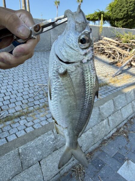 シロギス釣り🎣