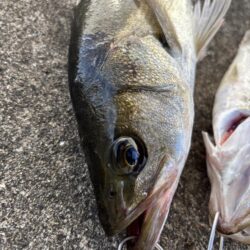 エビ撒きでアタリ多い釣行でした