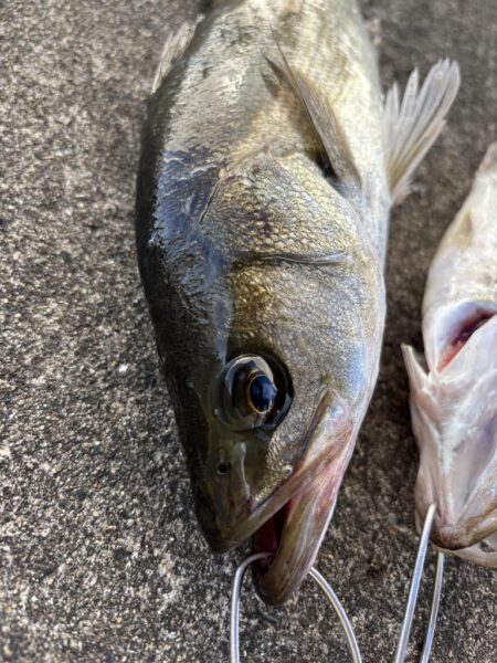 エビ撒きでアタリ多い釣行でした
