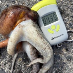 本日で、タコ終わり！