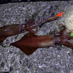 魚種がふえました