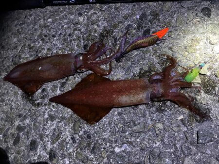 魚種がふえました