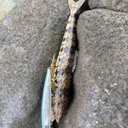 青物、根魚狙い