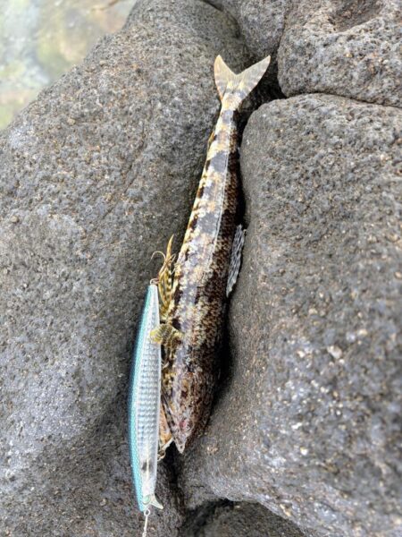 青物、根魚狙い