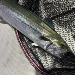 サワラが釣れました