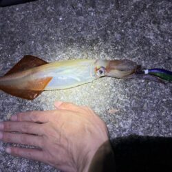 今季最大サイズ！