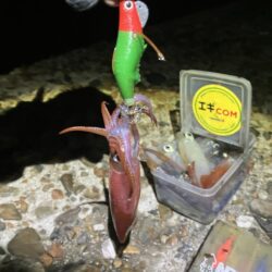 ケンサキ🦑調子良い(^_-)