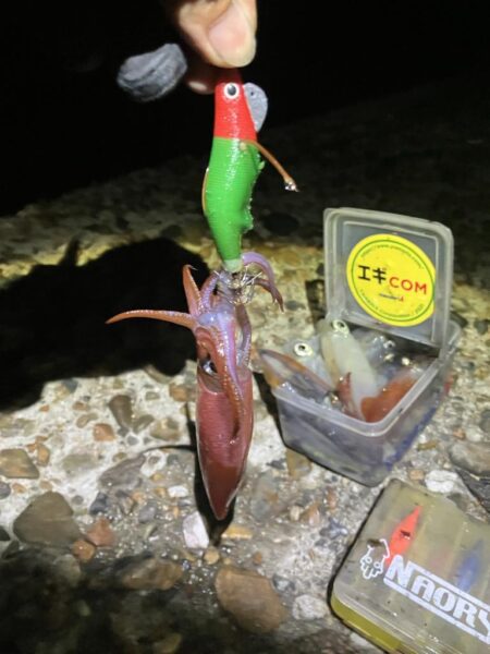 ケンサキ🦑調子良い(^_-)