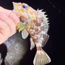 アジングの後にガシリング