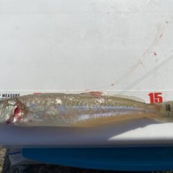 ミニキス連発、ねばりのシロギスタ