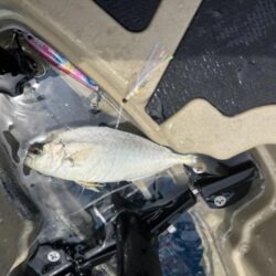 根魚調査