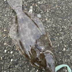 今年２回目のショア
