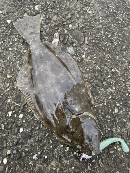 今年２回目のショア