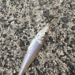 ピアチューレ！鳥を取ってキスを釣る笑