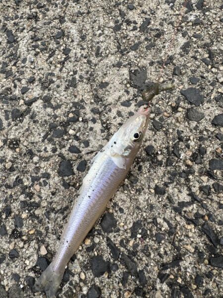 ピアチューレ！鳥を取ってキスを釣る笑