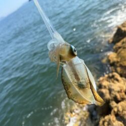 真昼間の地磯でエギング調査！