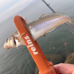 姫路でマダコ撃沈後キス釣り