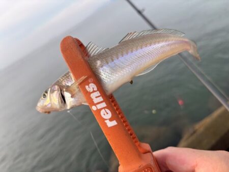 姫路でマダコ撃沈後キス釣り