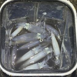 ショアケンサキイカ釣り｜終始釣れ続けて爆釣！