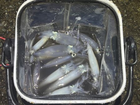 ショアケンサキイカ釣り｜終始釣れ続けて爆釣…